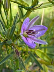 Thysanotus manglesianus, photograph (c) smathichong, some rights reserved (CC BY)