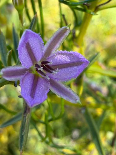 Thysanotus manglesianus, photograph 5