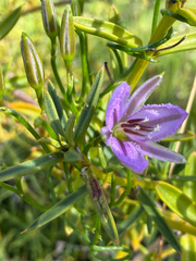 Thysanotus manglesianus, photograph (c) smathichong, some rights reserved (CC BY)
