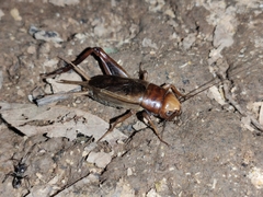 Teleogryllus derelictus