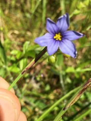Sisyrinchium mucronatum