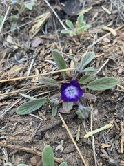 Phacelia curvipes