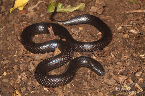 Photo of a Natal Purple-glossed Snake (Amblyodipsas concolor)