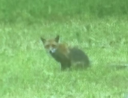Red Fox photographed in Missouri