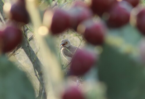 Curve-billed Thrasher, South Side, San Antonio, TX, USA, photo 10 of 10
