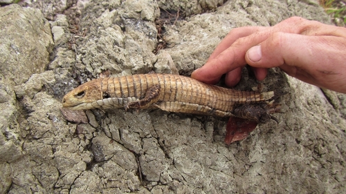 Rough-scaled Plated Lizard