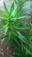 Lilium lancifolium