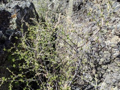 Holodiscus discolor microphyllus