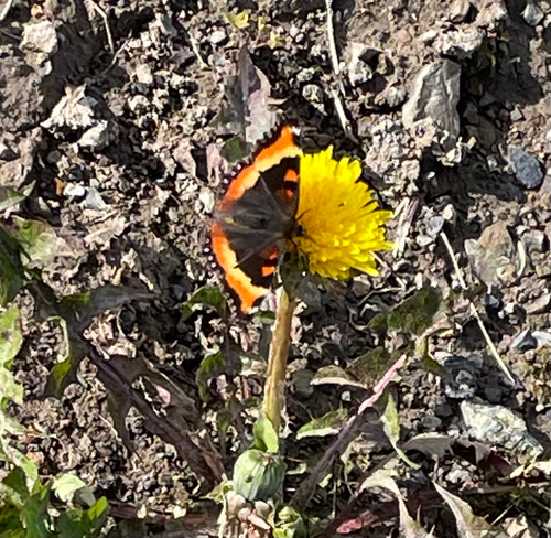 Milbert's Tortoiseshell