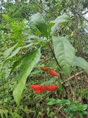 Sterculia brevissima