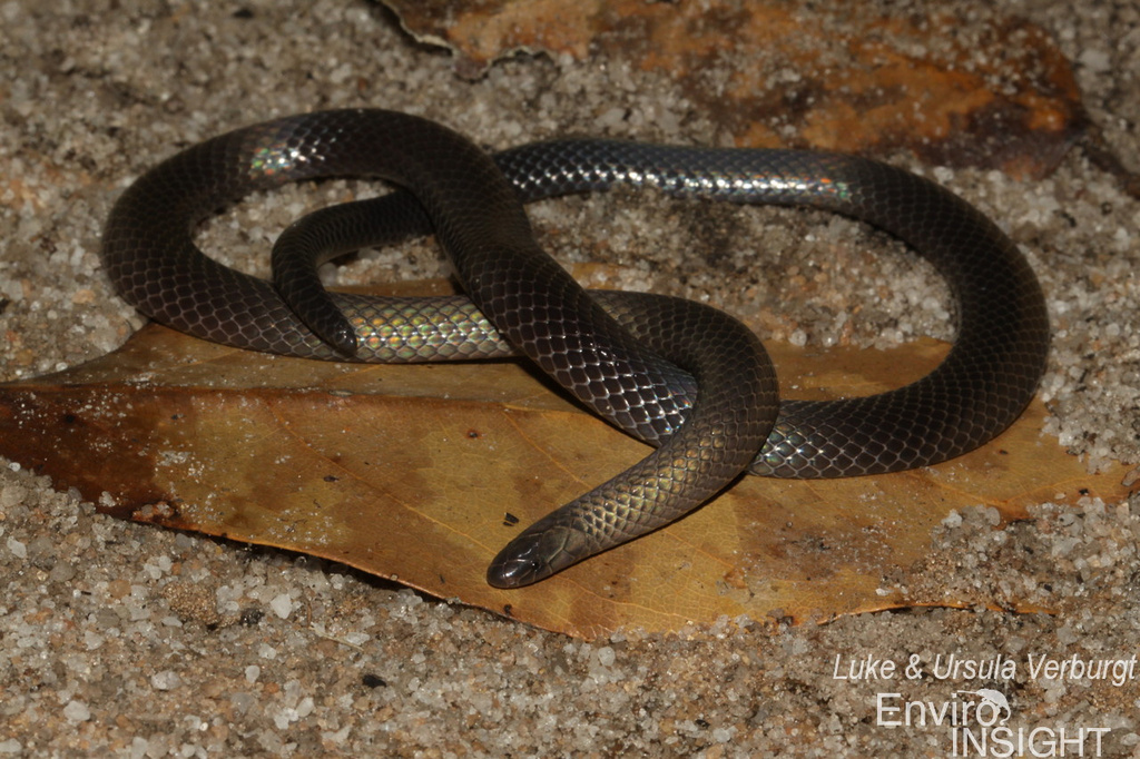Katanga Purple-glossed Snake
