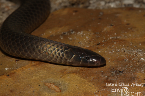 Photo of a Katanga Purple-glossed Snake (Amblyodipsas katangensis)