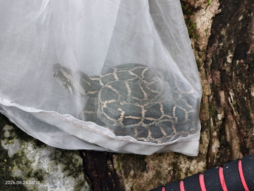 Burmese Python