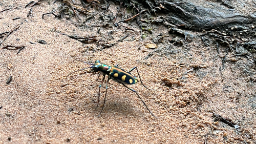 Golden-spotted Tiger Beetle