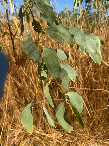 Acacia difficilis, 2026-08-23