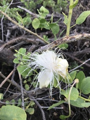 Capparis sandwichiana
