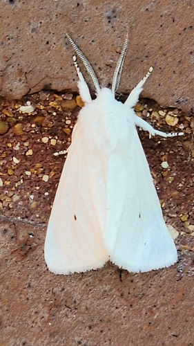 Virginian Tiger Moth
