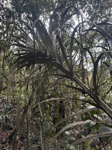 Ceroxylon vogelianum, photograph 4