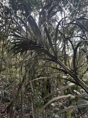 Ceroxylon vogelianum, photograph (c) Nicolás Baresch Uribe, some rights reserved (CC BY)