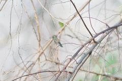 Cynanthus doubledayi