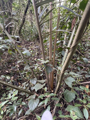 Ceroxylon vogelianum, photograph 5