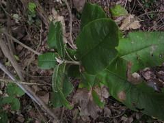 Acrisione denticulata