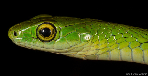 Western Green Snake