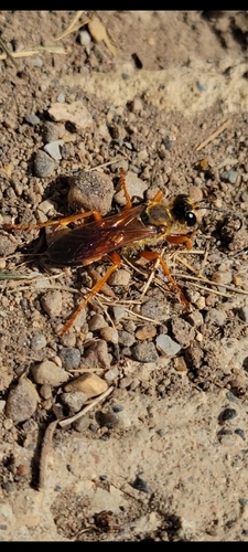 Great Golden Digger Wasp