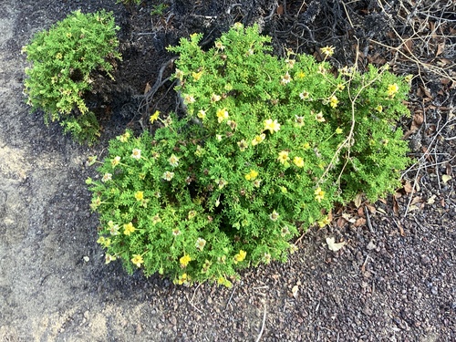 Lecocarpus pinnatifidus observed 2026-08-23