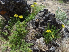 Cymopterus terebinthinus