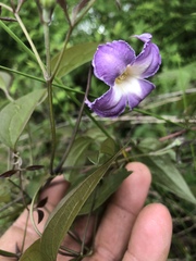 Clematis crispa