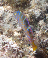 Halichoeres radiatus