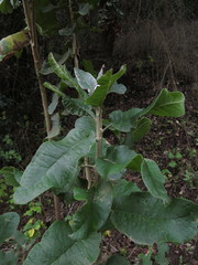 Acrisione denticulata