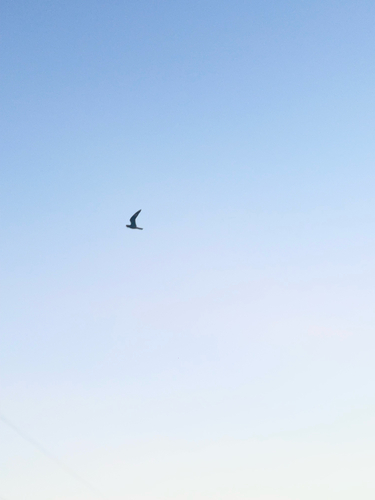 Common Nighthawk