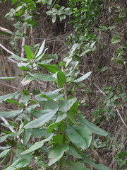 Acrisione denticulata