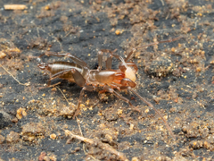 Apozomus sauteri