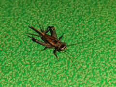 Loxoblemmus equestris