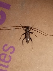 Elaphidion mucronatum