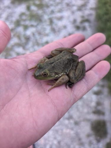 American Bullfrog