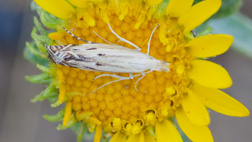 Isophrictis magnella photo 5