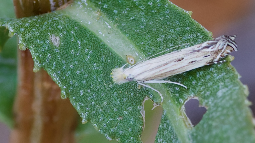 Isophrictis magnella