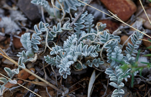 Astragalus utahensis, photograph 3