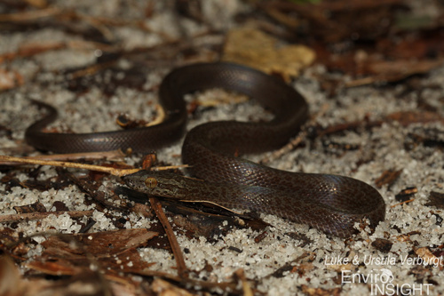 Cape House Snake