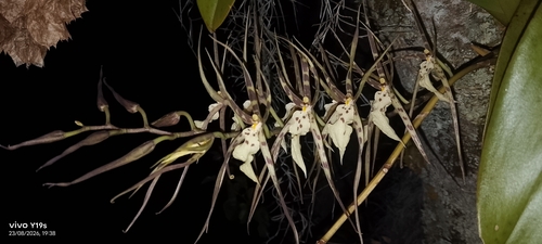 Brassia arcuigera
