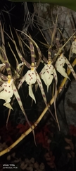 Brassia arcuigera, photograph author not stated, no rights reserved
