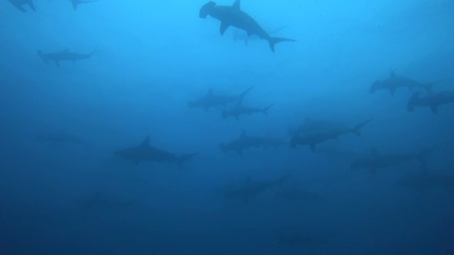 School of scalloped hammerheads in blue water