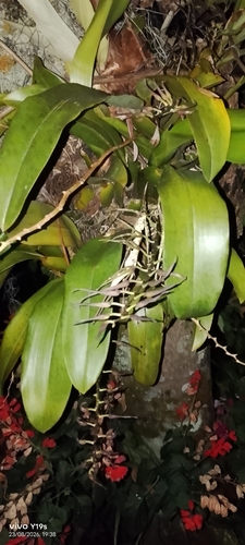 Brassia arcuigera, photograph 2