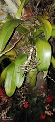 Brassia arcuigera, photograph author not stated, no rights reserved