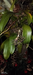 Brassia arcuigera, photograph author not stated, no rights reserved