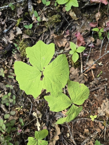 Achlys triphylla, photograph 6